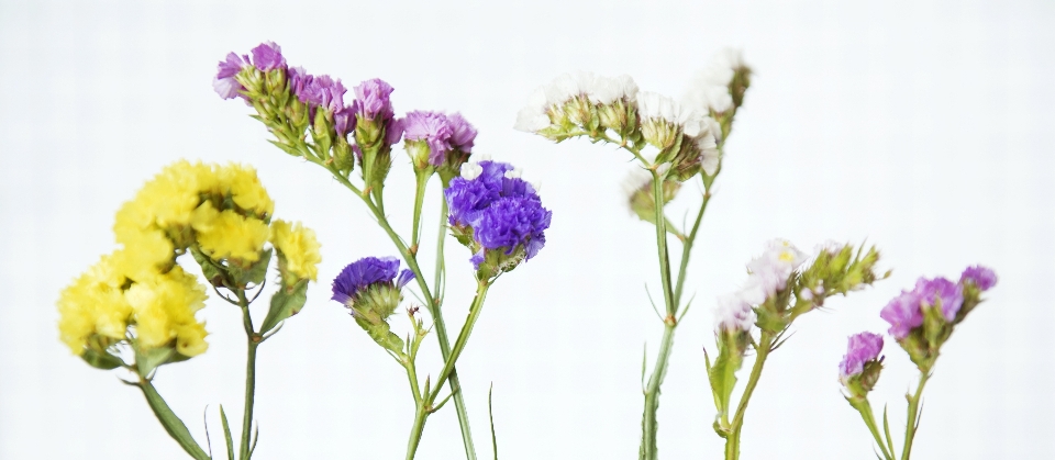 Flower lavender purple flowering plant