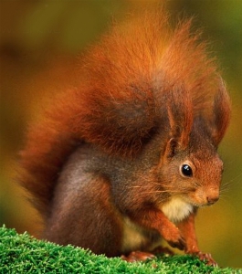 Squirrel fauna mammal wildlife Photo