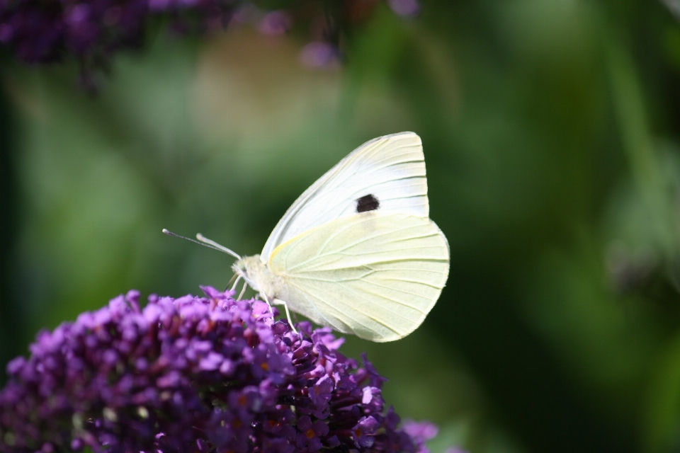 Animaux papillon mites et papillons
 insecte