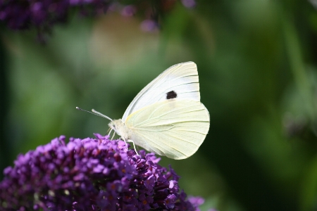 Foto Animais borboleta mariposas e borboletas
 inseto