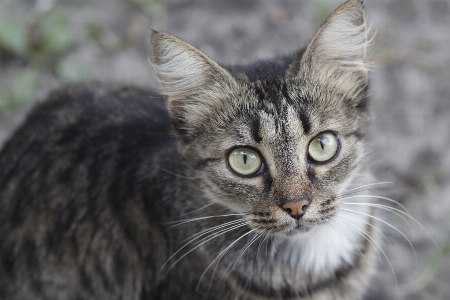 Foto Kucing hewan peliharaan mata