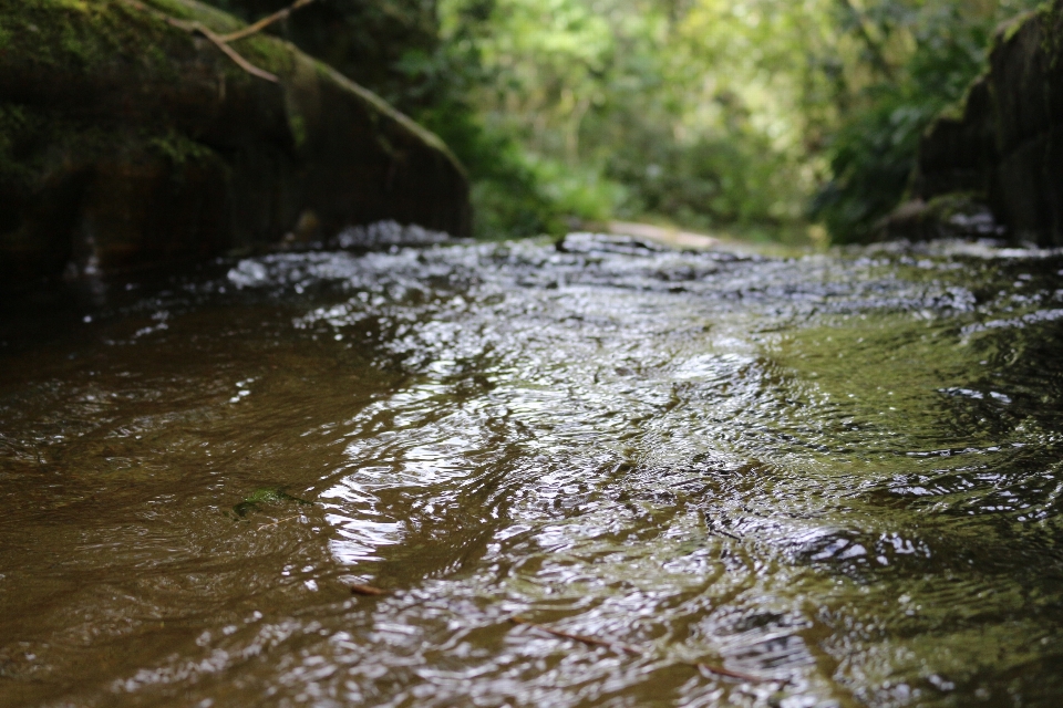 Nature eau stream plan d'eau
