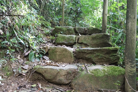 Nature reserve rock forest Photo