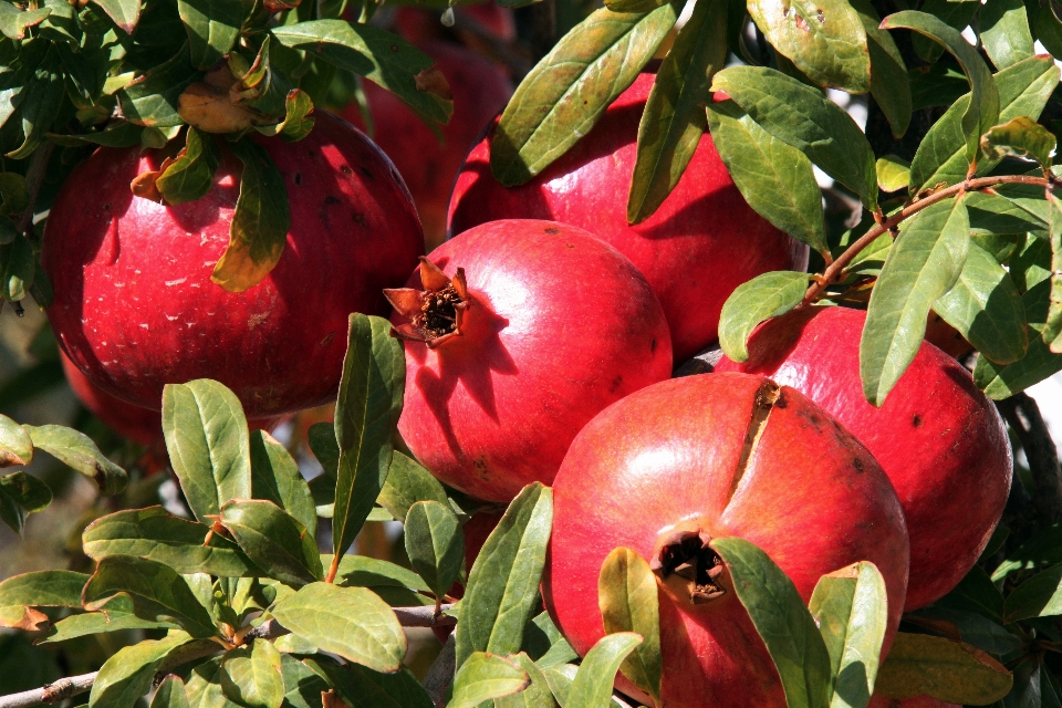 Plantar fruta doce granadeiro
