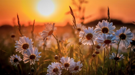 Güneş çiçek yabani çiçek
 papatya Fotoğraf