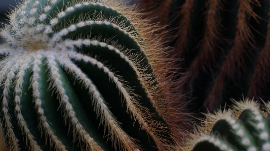 Cactus closeup organic nature Photo