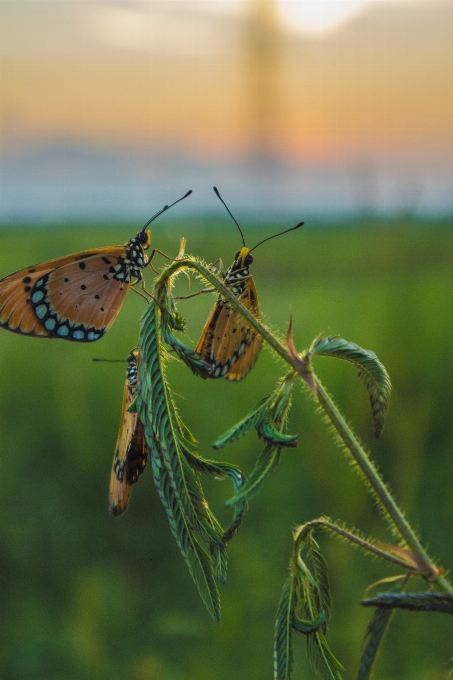 Borboleta arroz campo pastagem
