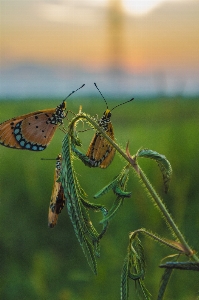 Butterfly rice field grassland Photo