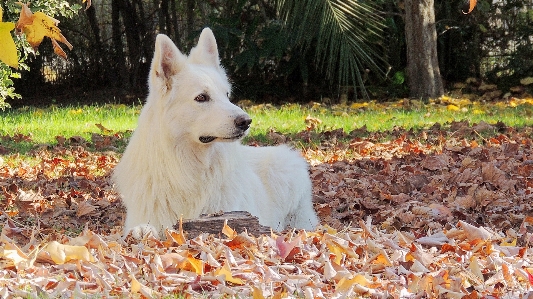 Foto Anjing swiss gembala putih