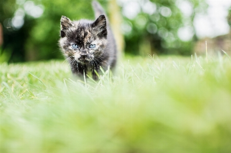 Foto Kucing alam satwa hijau