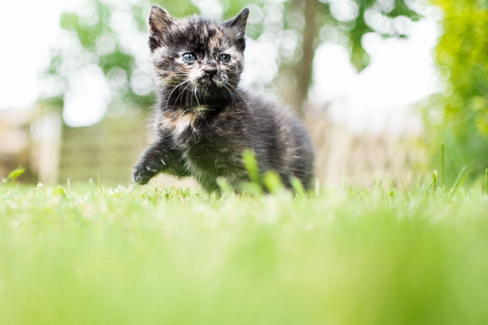 Kedi doğa hayvan yeşil