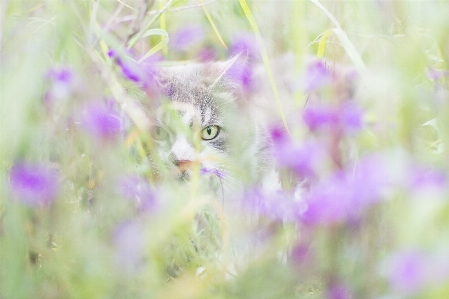 Cat nature animal green Photo