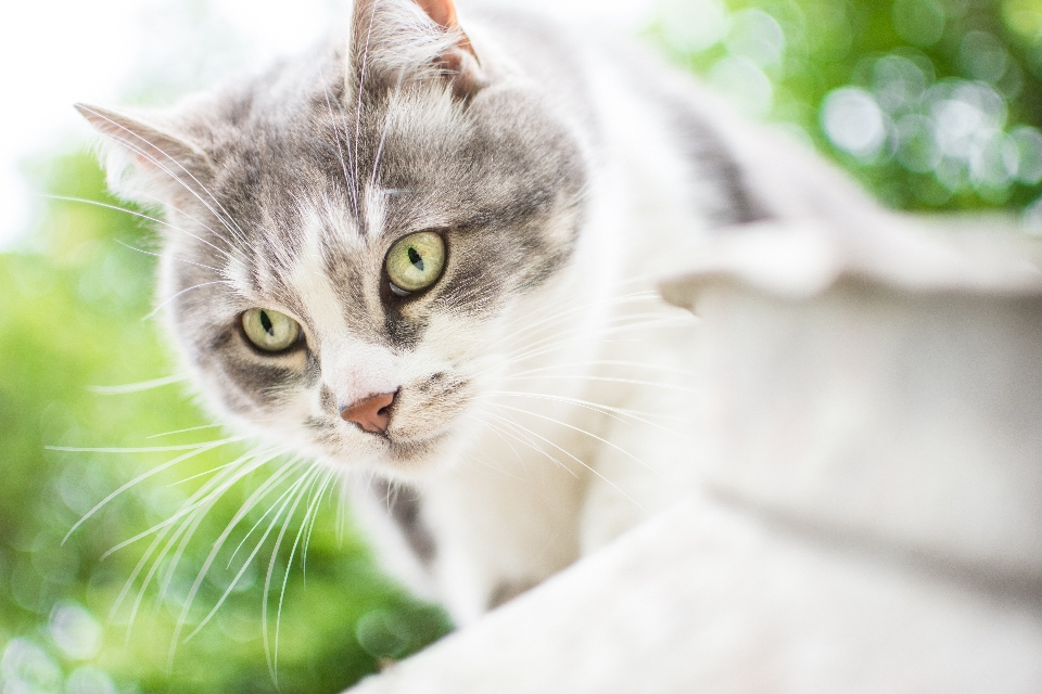 Kedi doğa hayvan yeşil