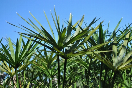 Heaven plant vegetation tree Photo