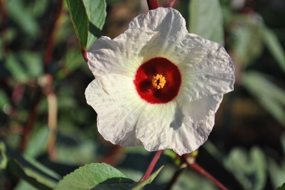 Blume rosella
 weiss frucht