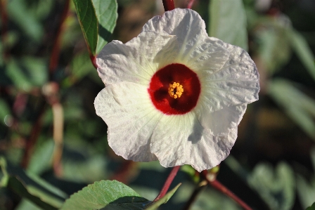 Foto Fiore rosella
 bianco frutta