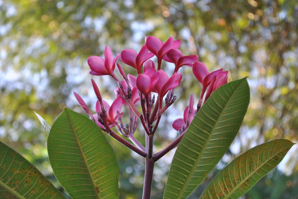 Flower pink nature leaves