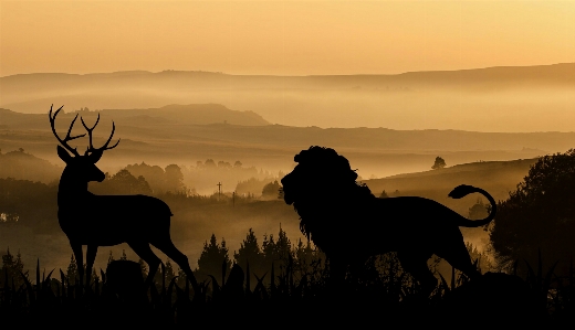 Lion deer hunting africa Photo