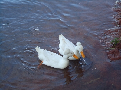 Ducks bird duck water Photo