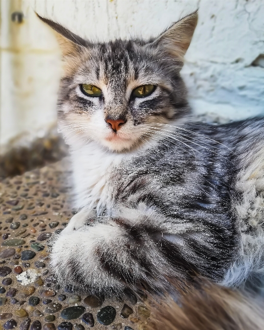 Kot wąsy
 fauna małe i średnie koty
