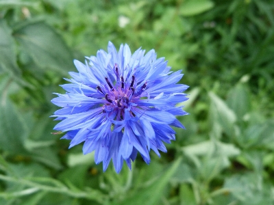 Photo Bleuet
 fleur bleue
 vivace d'été
