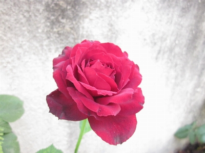 Rose flower red plant Photo