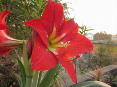 Foto Bunga merah tanaman mikro