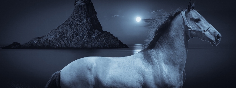 Foto Progetto cavallo notte isola