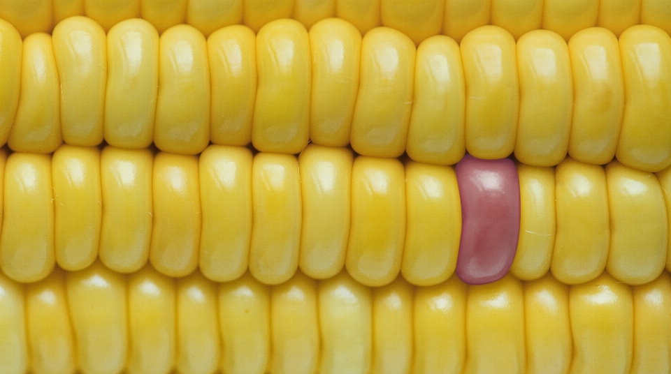 Agriculture background closeup corn