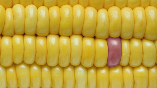 Agriculture background closeup corn Photo