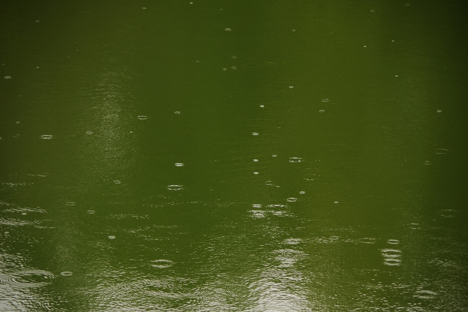 Pond water green atmosphere