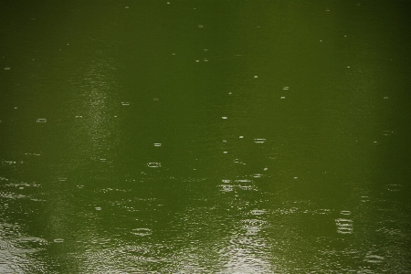 Pond water green atmosphere Photo