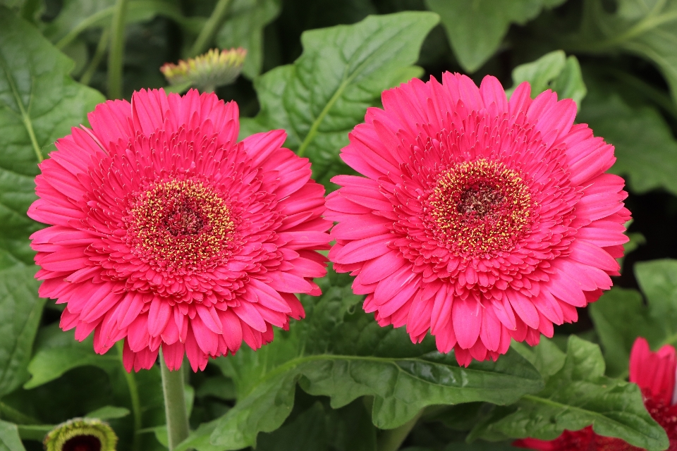 美しい花
 花 植物 ガーベラ
