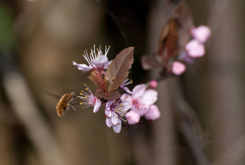 Vol fleur abeille abeille
