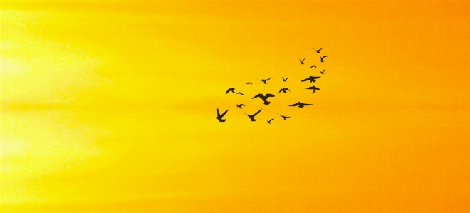 Art birds bright dawn Photo