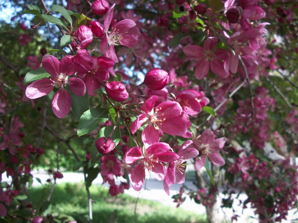 Frühling blühen pinke blumen
 natur