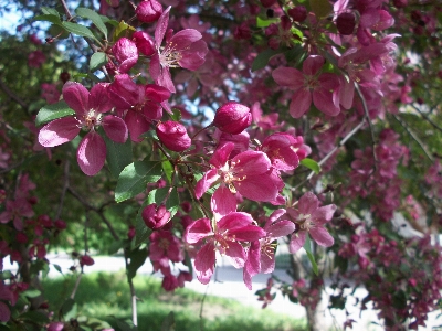 春 咲く ピンクの花
 自然 写真