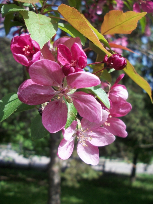 Primavera fioritura fiori rosa
 natura