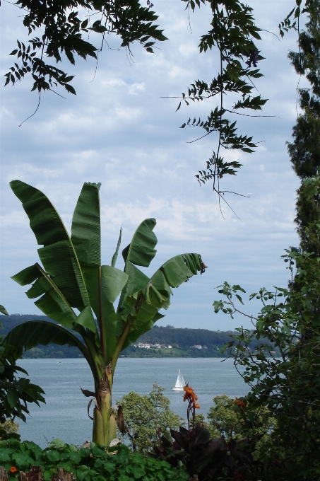 Tree leaf vegetation plant