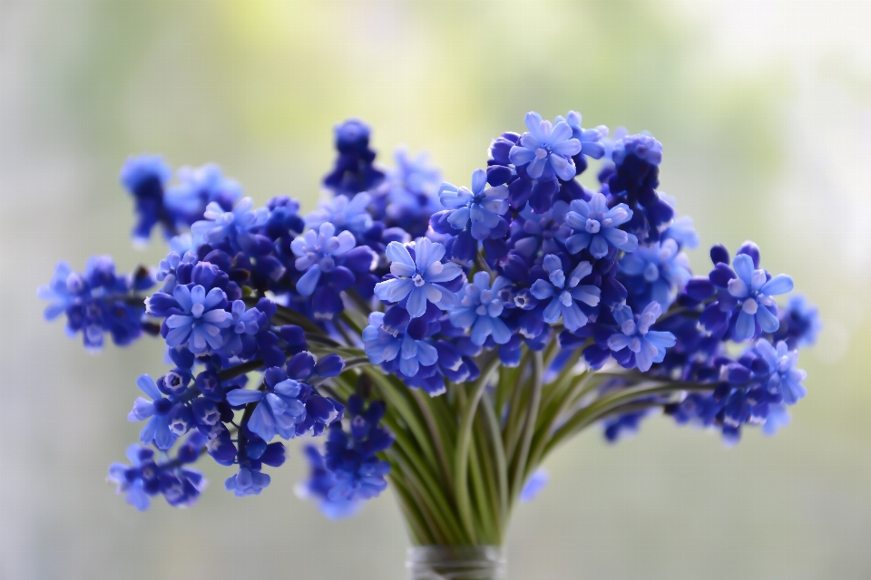 Flowers bouquet blue beautiful