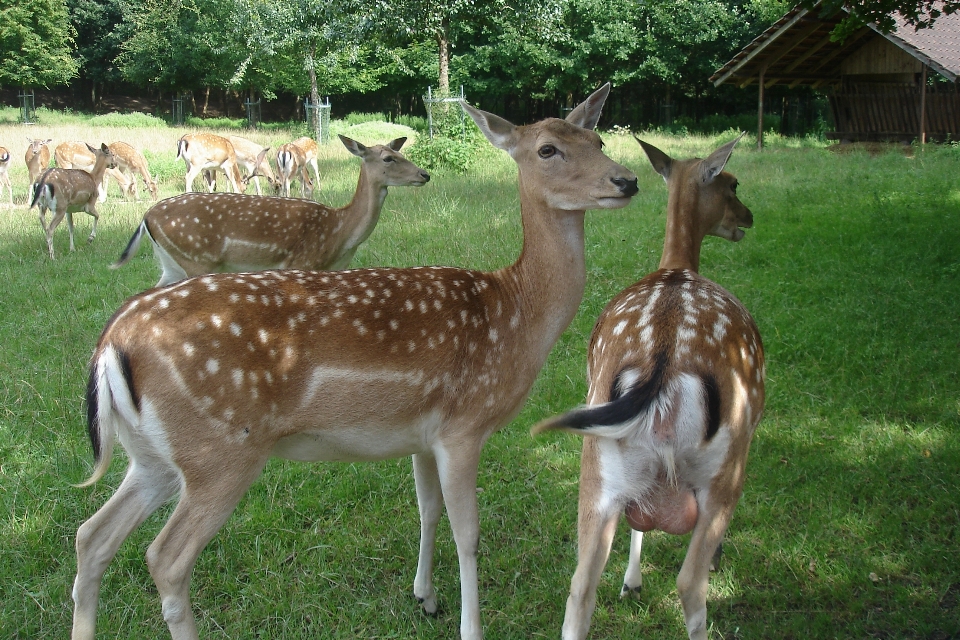 Fallow deer park wildlife