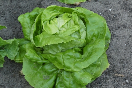 Lettuce vegetable leaf produce Photo