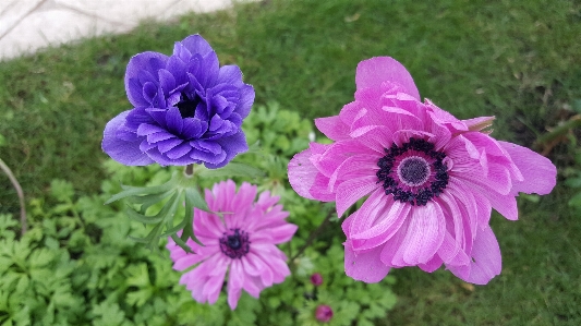 Anemones flower nature colour Photo