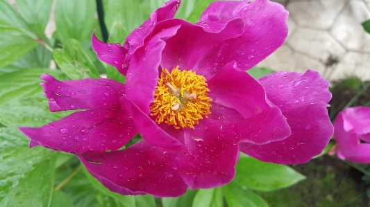 Peony flower nature garden Photo