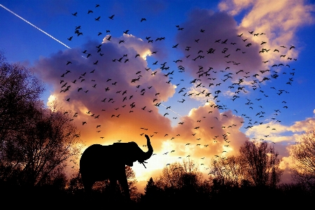 Foto Gajah burung-burung pagi afrika