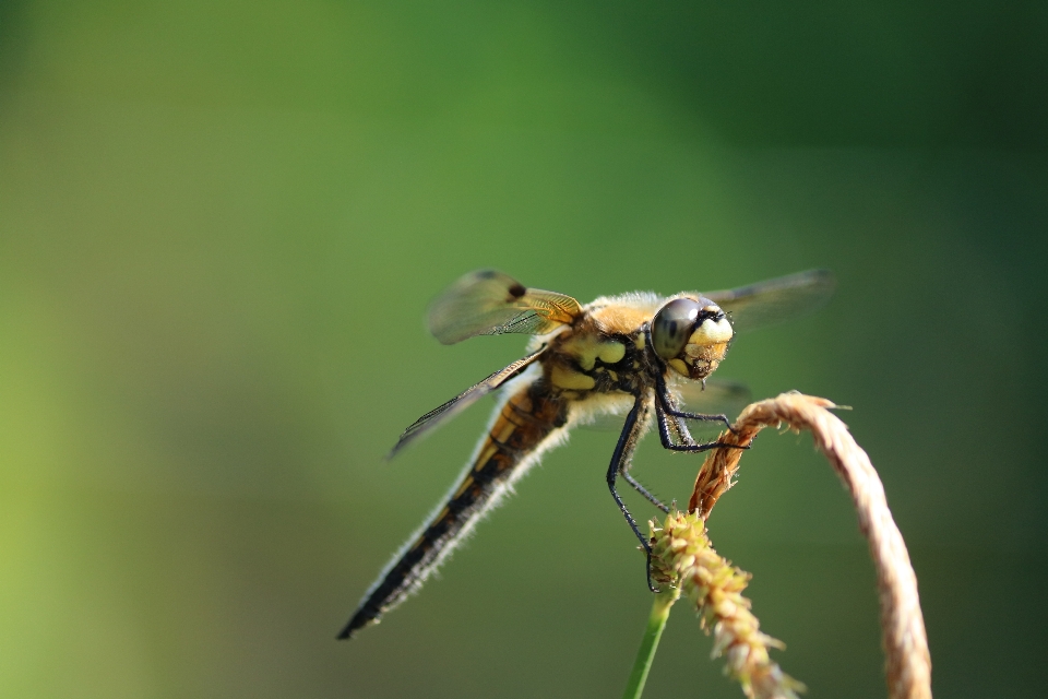 Libélula inseto fotografia macro
 fechar-se
