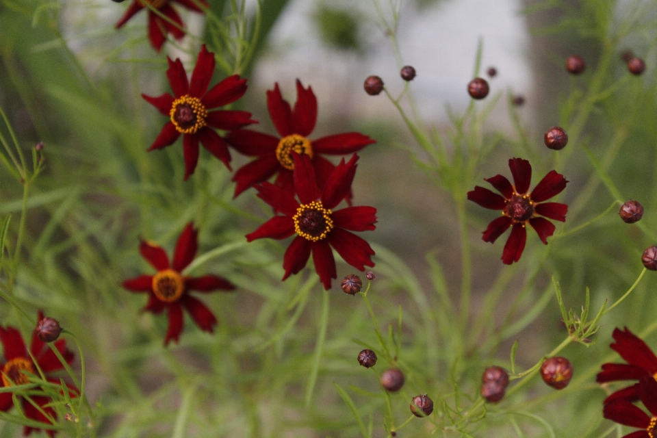 Nature flower red field