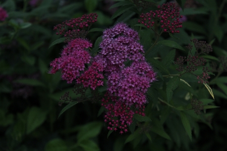 Nature flower purple finch Photo