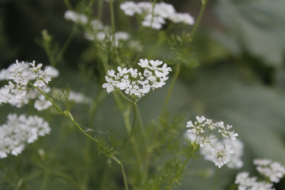 Natur blume weiss feld