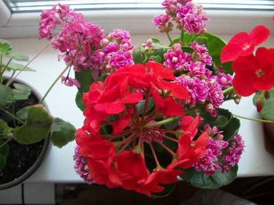 Flowers windowsill geranium flower Photo